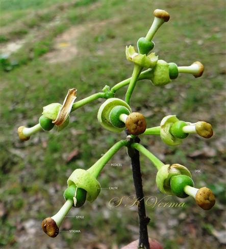  Inflorescence-Racemes